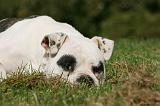 BOULEDOGUE AMERICAIN 299